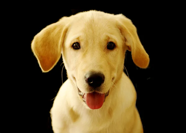 Cute labrador retriever puppy over black Stock Image