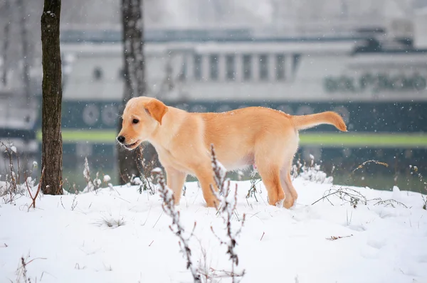 拉布拉多犬小狗在雪中 免版税图库照片