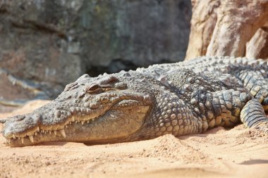 Crocodile in Spaniards biopark clipart