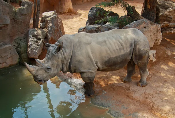 güneyli beyaz gergedan