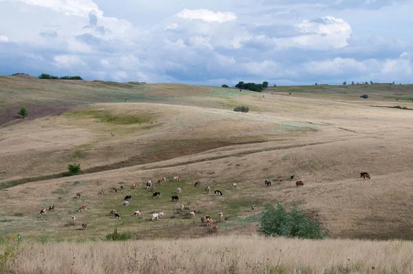 Hills, Polyana, düz