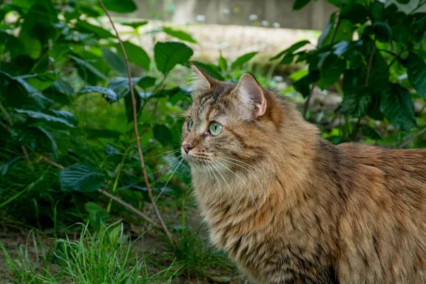 Retrato Siberiano Tricolor Gato Caminha Jardim Grama Verde Por Gato — Fotografia de Stock
