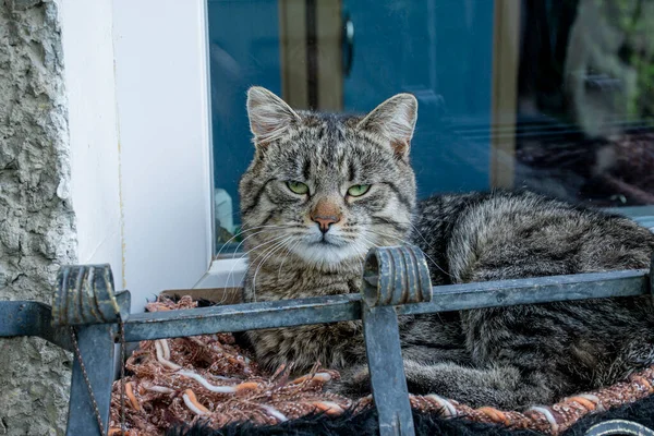 Gato Doméstico Cinza Está Descansando Peitoril Janela Casa Rua — Fotografia de Stock