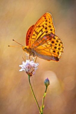 Gümüş yıkadım fritillary sarı butterflie