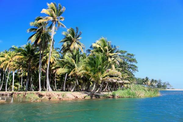 Bosque de palma verde, hermoso paisaje en Baracoa — Foto de Stock