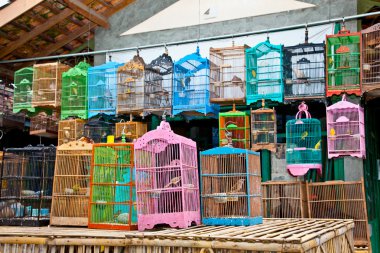 litle kuşlar kafeste. özgürlük kavramı.