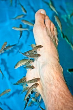 Balık spa ayak pedikür cilt bakım tedavisi ile balık rufa ga