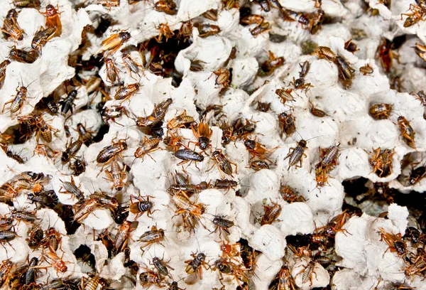 Centenas de baratas marrons em seu habitat — Fotografia de Stock