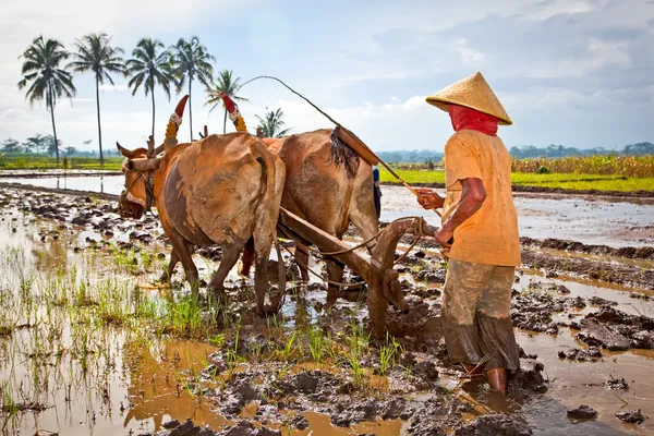 Javanesiska paddy bonde plogar fälten på traditionellt sätt — Stockfoto