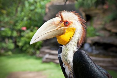 doğa üzerinde bali çevreleyen içinde erkek Kartallar
