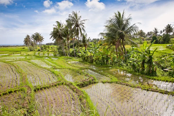 Панорамним видом на рисові поля на Балі — стокове фото