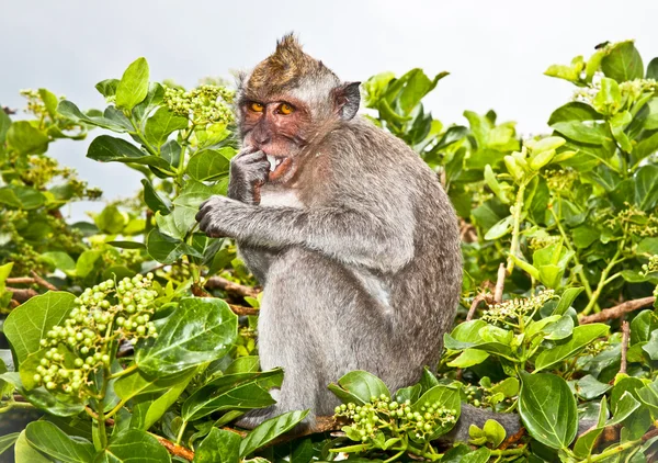 Apa sitter på trädet gren på bali — Stockfoto