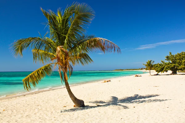 カリブ海の島の楽園キューバ — ストック写真