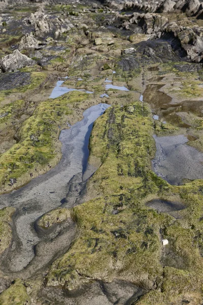 Moss covered cliff — Stock Photo, Image