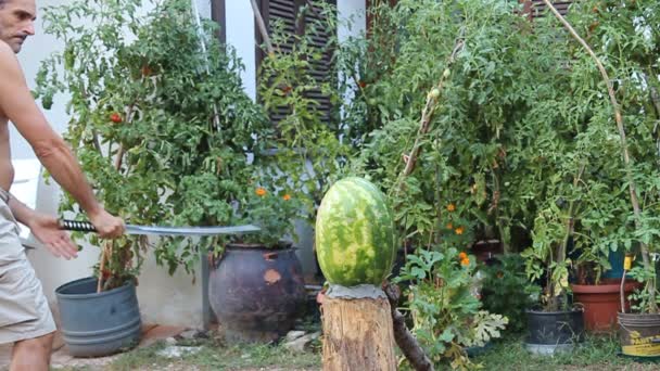 Man ontleedt watermeloen met het zwaard — Stockvideo