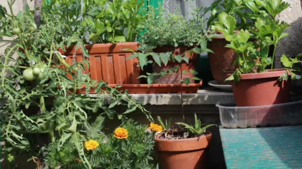 Watering flowers with a watering can — Stock Video