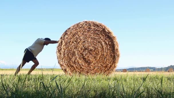 Fardos de heno en el campo después de la cosecha — Vídeo de stock