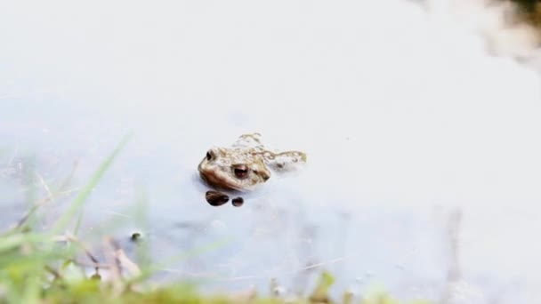 Toads in love — Wideo stockowe