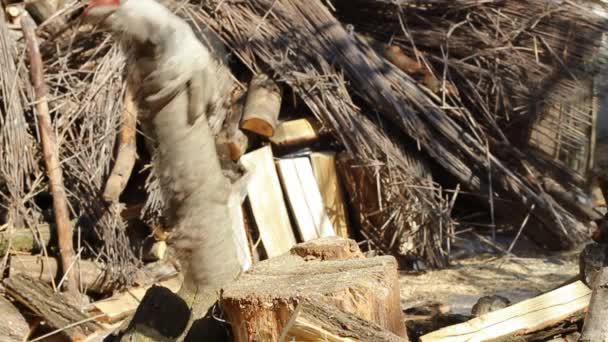 Young man is chopping wood — Stock Video