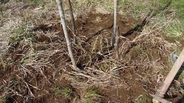 Un hombre pala un agujero en el patio, preparándose para plantar un árbol — Vídeos de Stock