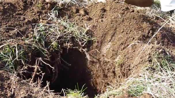 Мужчина убирает яму во дворе, готовясь посадить дерево — стоковое видео