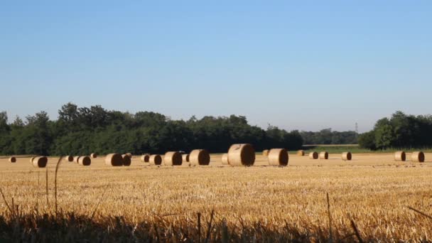 Hay bales on the field after harvest — Stock Video