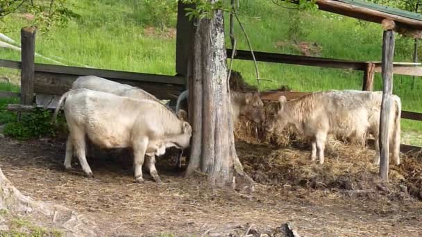 Vacas en una granja — Vídeo de stock