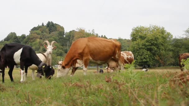 Vacas y cabras de pastoreo — Vídeo de stock