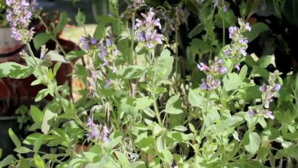 Growing mint leaves — Stock Video