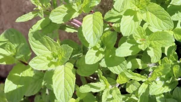 Growing mint leaves — Stock Video