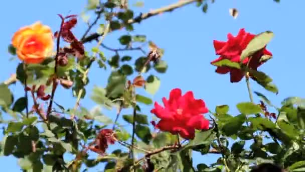 Red roses — Stock Video