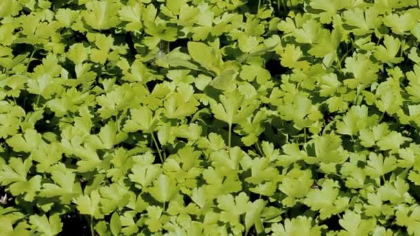 Swaying parsley leaves — Stock Video