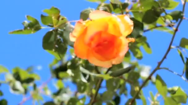 Rosa gialla — Video Stock