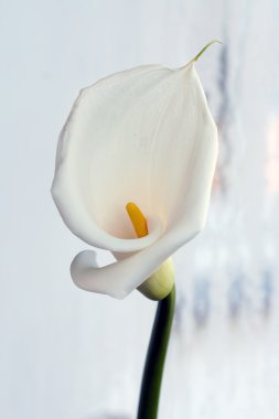 Beyaz calla Lily