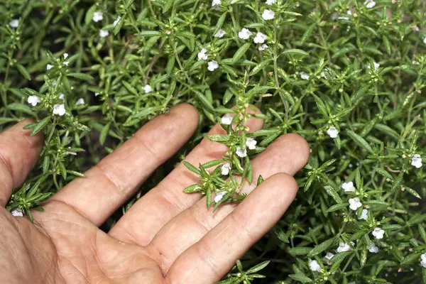 Hand showing thyme — Stock Photo, Image