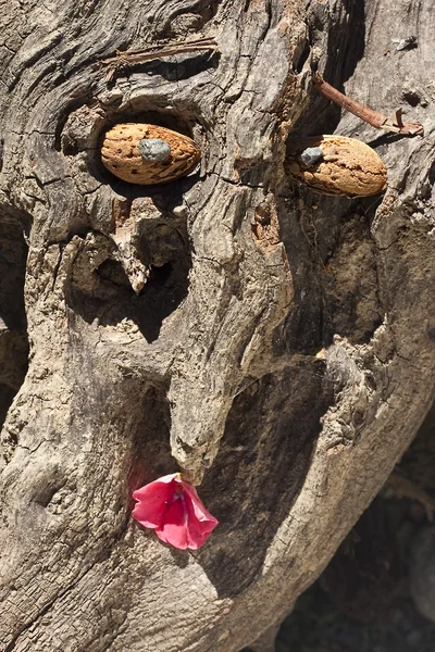 Doğanın ruhu hayrete — Stok fotoğraf