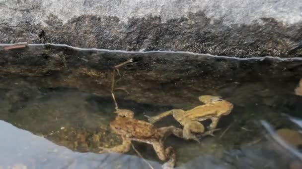 Toads in love — Wideo stockowe