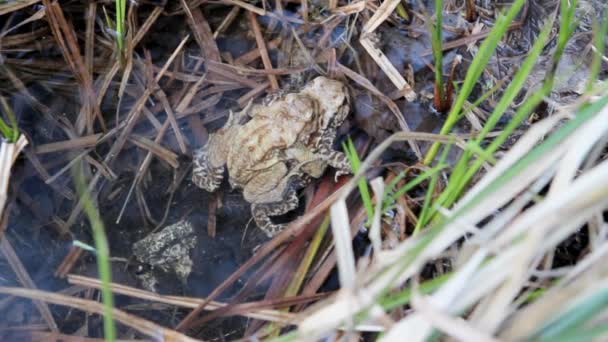 Crapaud gros plan 