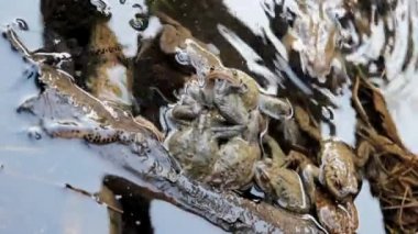 kara kurbağaları aşık