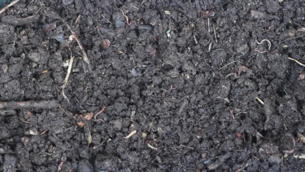 Humus compost — Stock Footage Humus compost Royalty Free Stock Footage