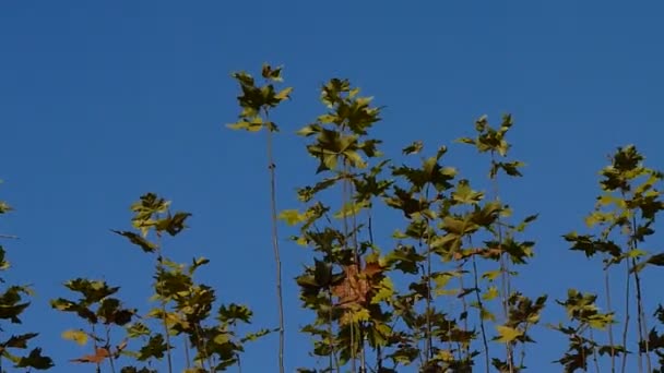 Hojas de otoño — Vídeos de Stock