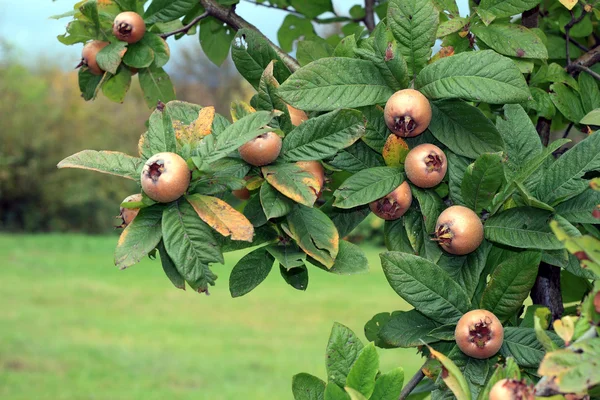 Medlar träd — Stockfoto