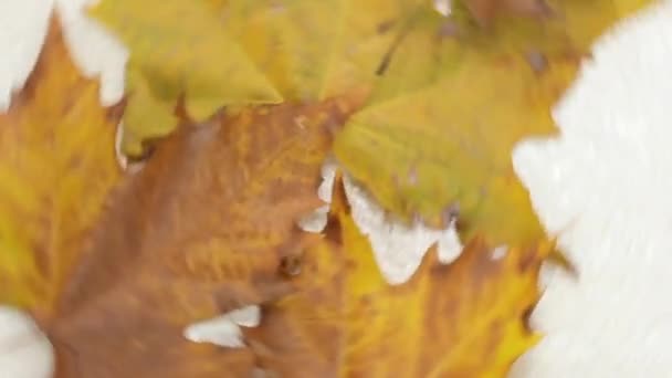 Spinning leaves — Stock Video