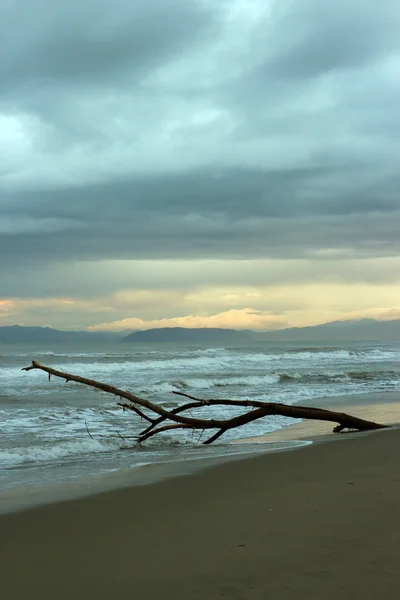 Сухая ветвь деревьев на пляже — стоковое фото