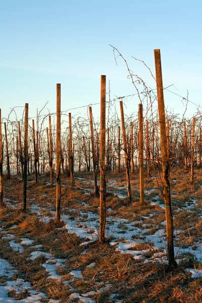 Frozen vineyard — Stock Photo, Image