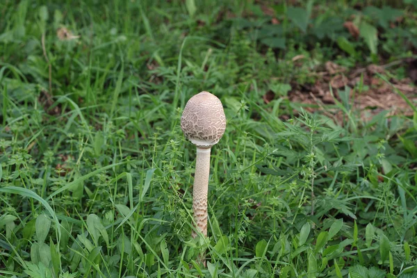 파라솔 버섯 — 스톡 사진