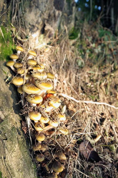 Honing paddestoel familie — Stockfoto