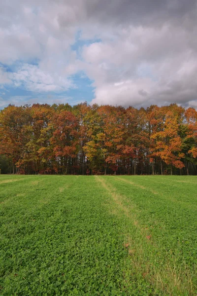 Colores de otoño en los árboles — Foto de Stock