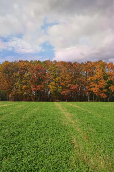 Herfst kleuren aan de bomen — Stockfoto