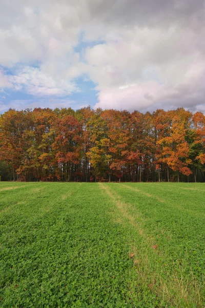 Couleurs d'automne sur les arbres — Photo